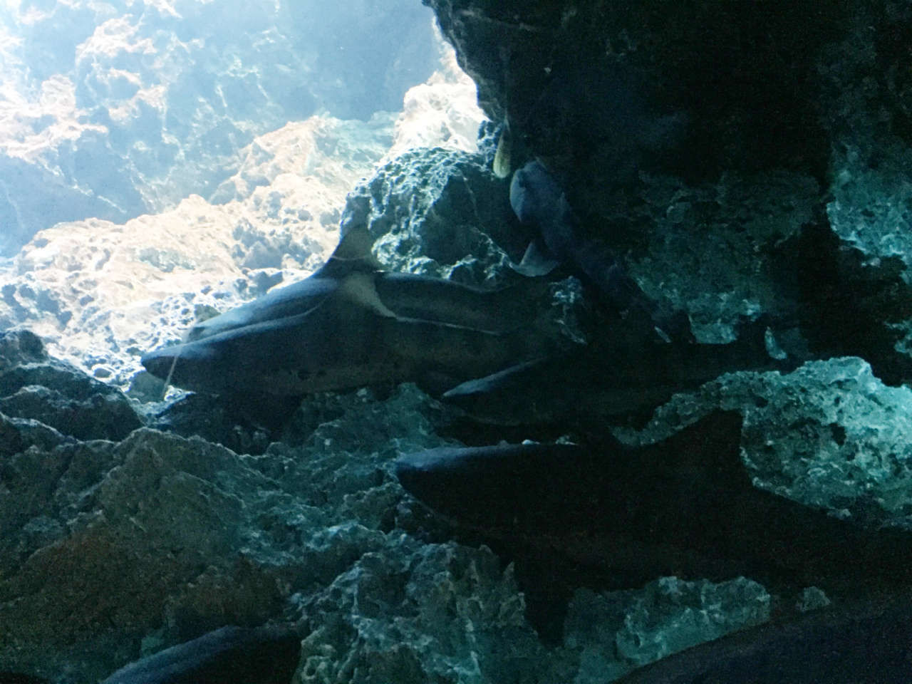 kyoto-aquarium-shark