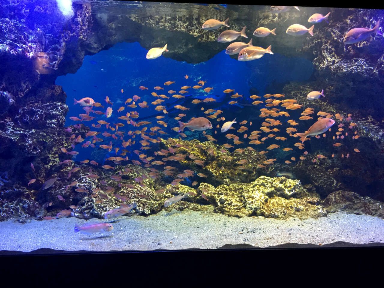 kyoto-aquarium-swimy