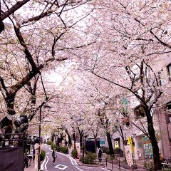 2018年3月29日渋谷ルイードK2にアマオト初出演！桜散る時期に気持ちよくライブしてきました！