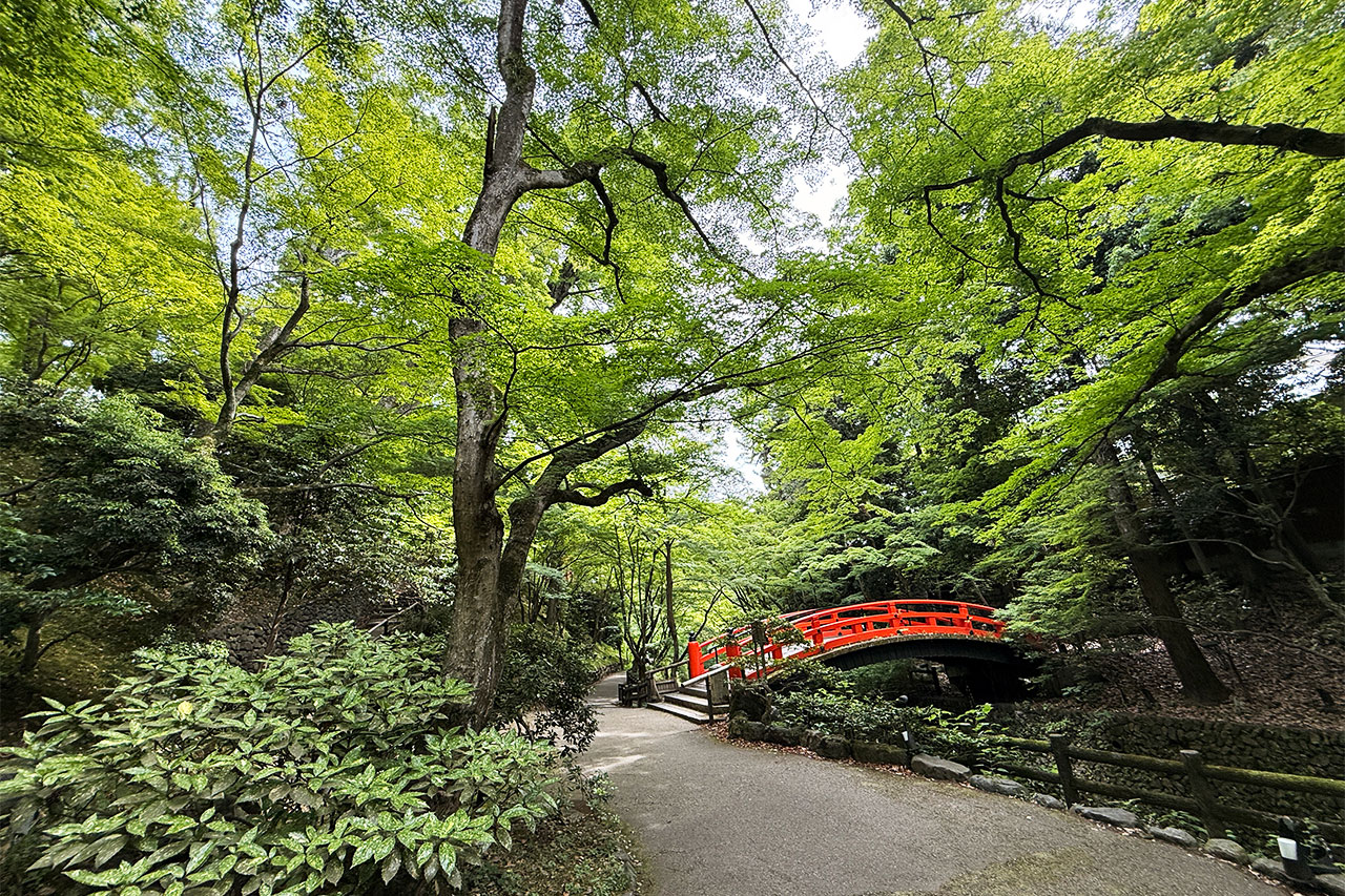 北野天満宮の青もみじ苑と赤い橋